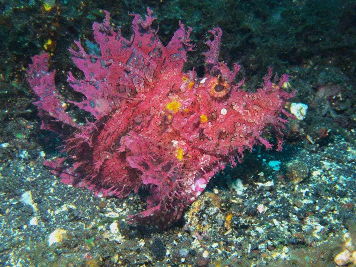 Puri Wirata Dive Resort And Spa Amed Exterior photo