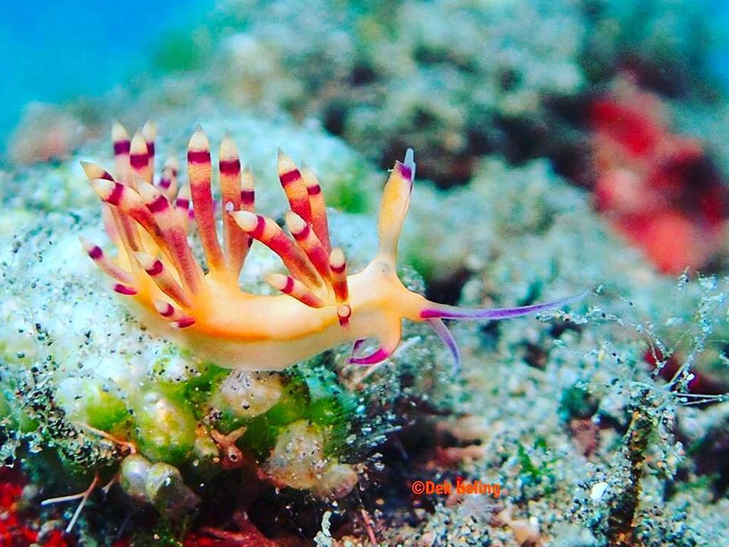 Puri Wirata Dive Resort And Spa Amed Exterior photo